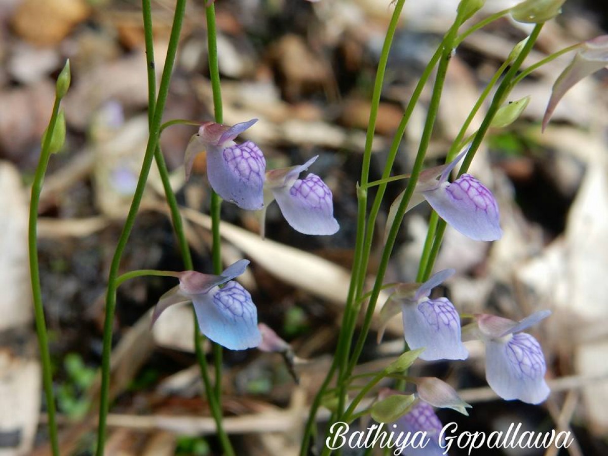 Utricularia graminifolia Vahl